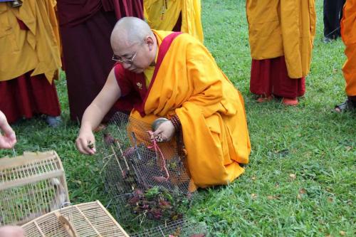 Rinpoche memberkahi dan melepas burung ke alam bebas