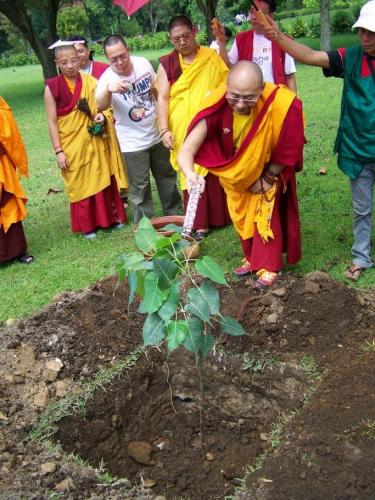 zurmang Drukpa Rinpoche plant the Bodhi tree 